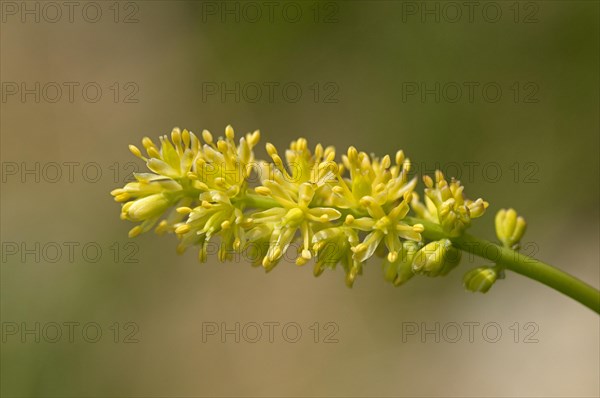 Common Asphodel (Tofieldia calyculata)