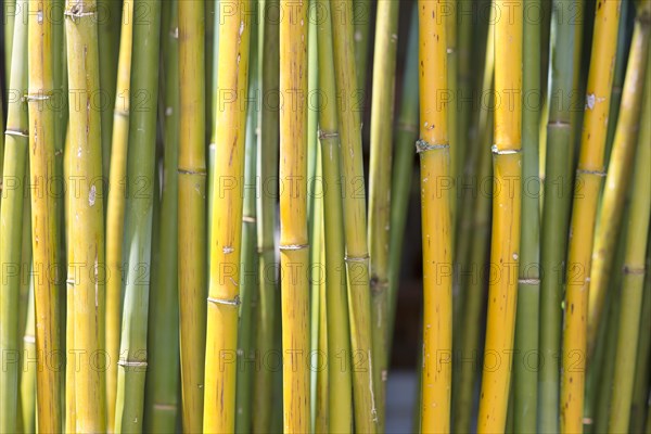 Bamboo