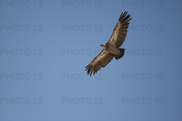 Griffon Vulture (Gyps fulvus) in flight
