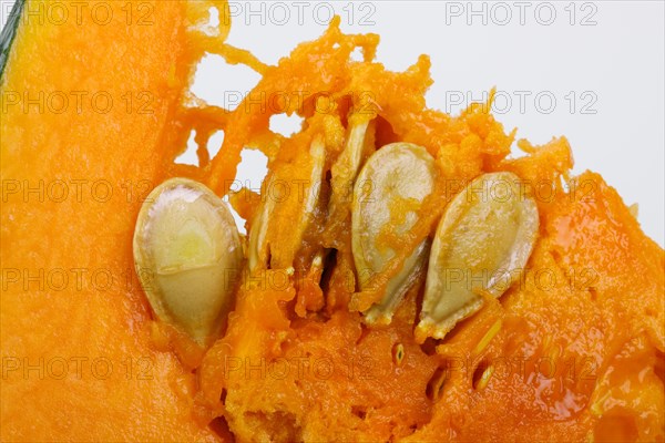 Squash or pumpkin