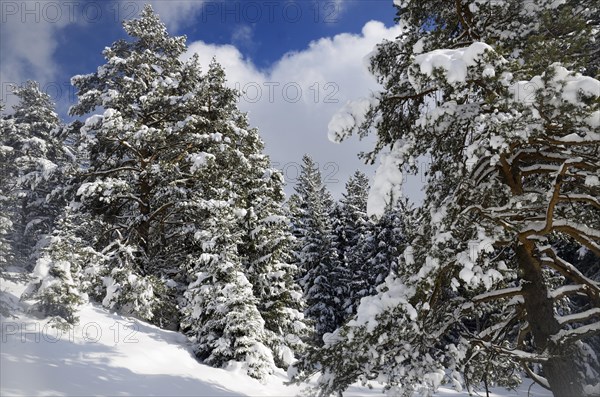 Snow-covered spruce trees (Picea abies) and pine trees (Pinus sylvestris) in a mountain forest