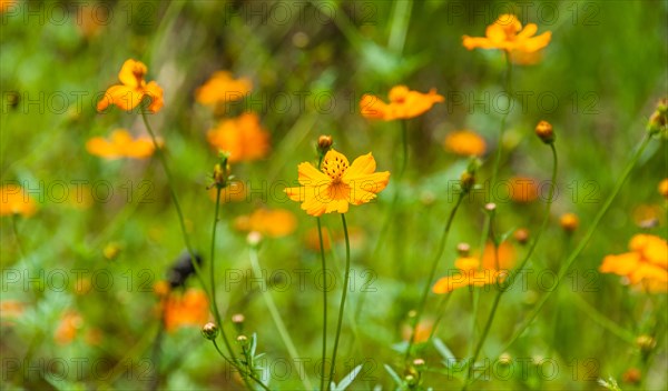Orange wildflowers