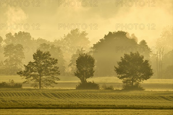 Meadows and trees in early fog