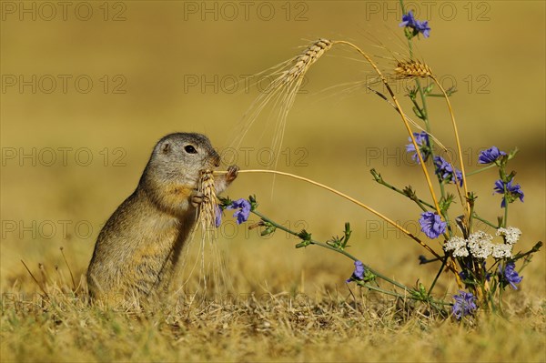 European Suslik (Spermophilus citellus) feeding a barley ferry