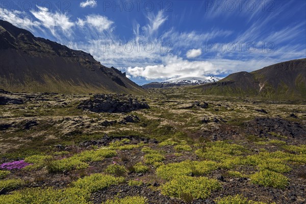 Volcanic landscape overgrown with plants