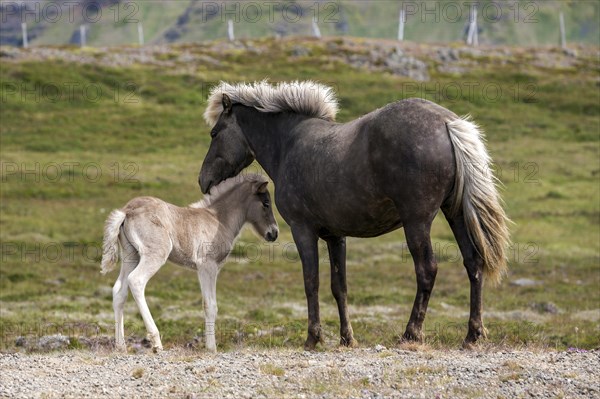 Icelandic horses (Equus islandicus)