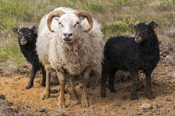 Icelandic sheep (Ovis)