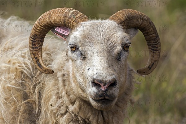 Icelandic sheep (Ovis)