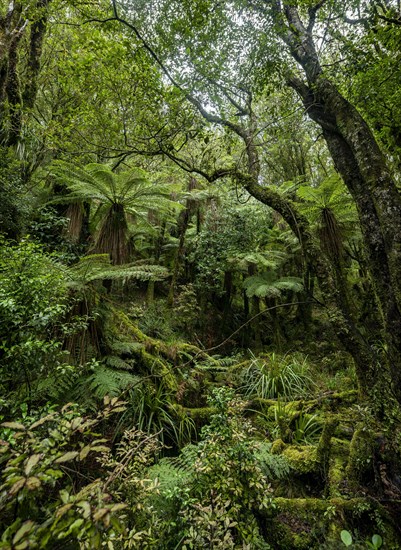 Tree ferns (Cyatheales) in the forest