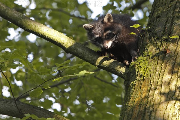 Raccoon (Procyon lotor)