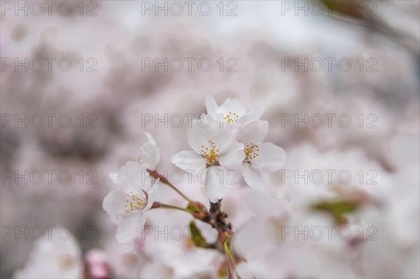 Cherry blossoms