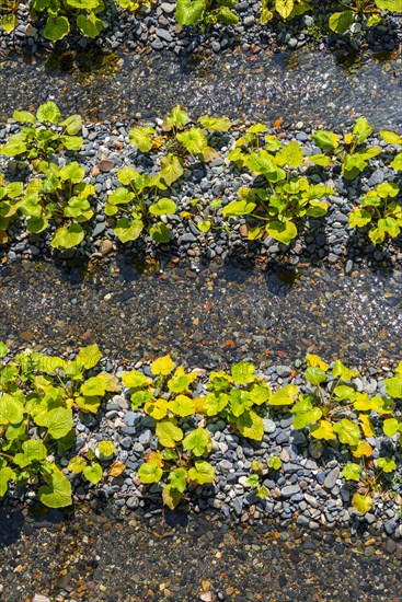 Rows of Wasabi plants in water