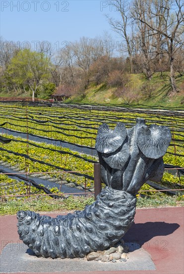 Sculpture Wasabi rhizome in front of Wasabi cultivation