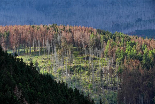 Partially dead spruce forest
