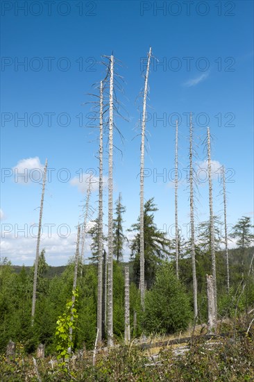 Dead spruces