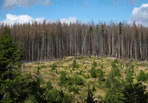 Dead Spruce Forest and Reforestation