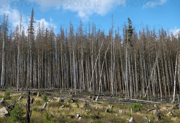 Dead Spruce Forest