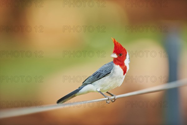 Red-crested cardinal (Paroaria coronata)