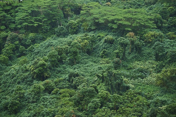 Rainforest at the Nu'uanu Pali Lookout