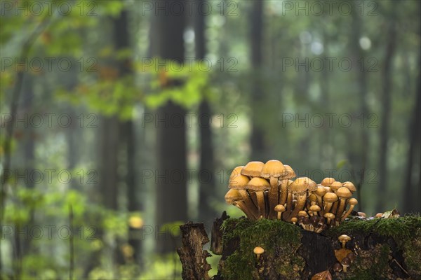 Green-leaved sulfur heads (Hypholoma fasciculare) on deadwood in autumnal forest
