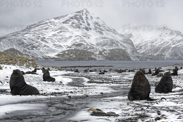 Colony of Antarctic Sea Bears (Arctocephalus gazella) during snowfall on a snow-covered beach