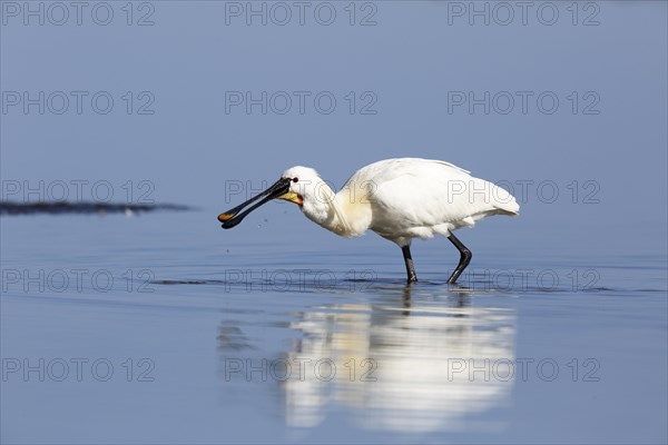Common spoonbill (Platalea leucorodia)