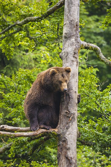 European Brown bear (Ursus arctos) sitting in a tree