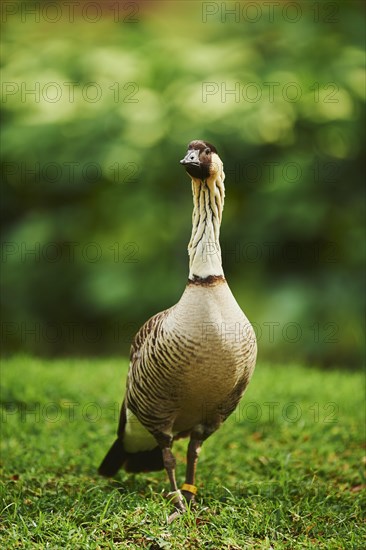Hawaiian Goose (Branta sandvicensis) on a meadow