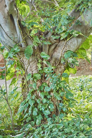 Tropical flora of the Waimea Botanical Garden