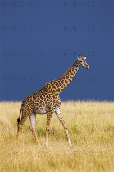 Masai giraffe