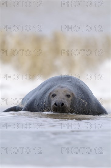 An adult Atlantic grey seal