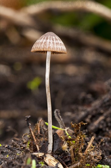 A conecap fungus