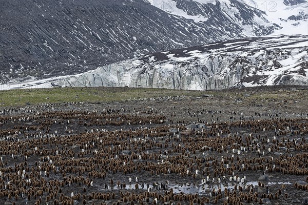 King penguins