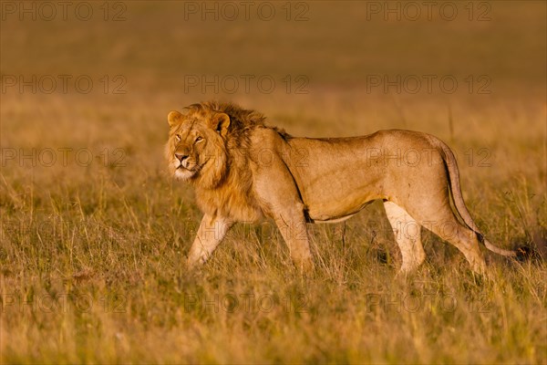 African Lion
