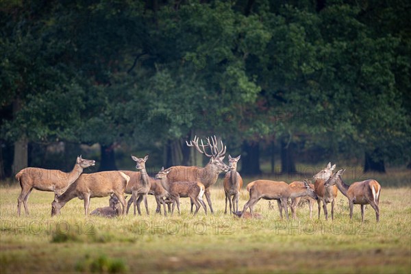 Red deer