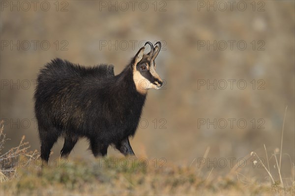Chamois buck
