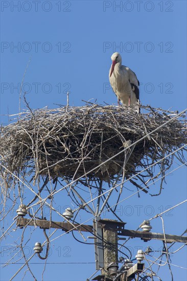 White Stork