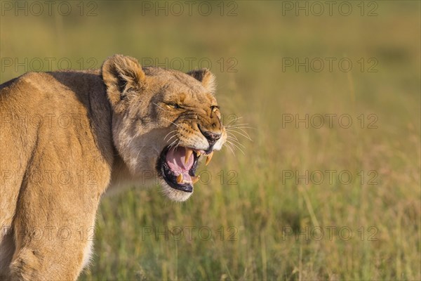 African Lion