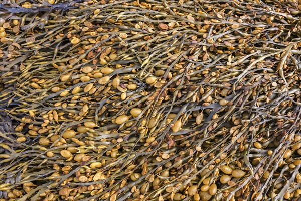 Bladder wrack