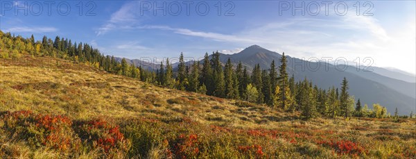 Autumnal mountain landscape with dwarf shrubs