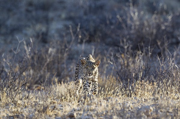 Leopard