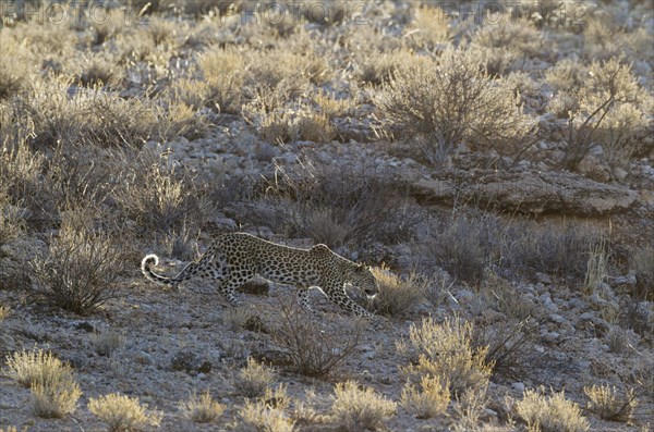 Leopard