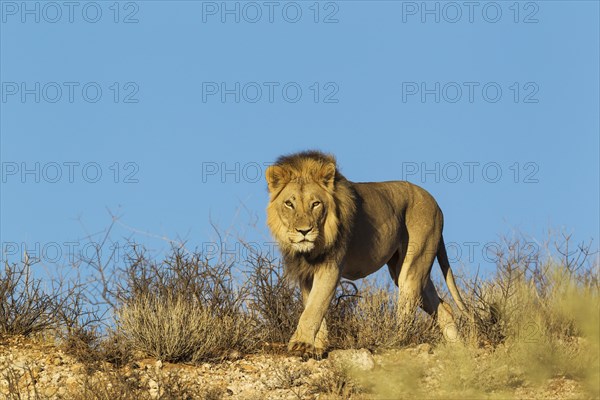 Black-maned lion