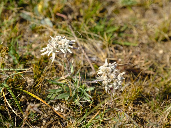 Asian species of Edelweiss