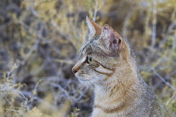 African Wildcat