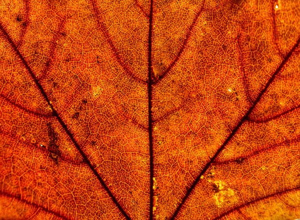 Maple