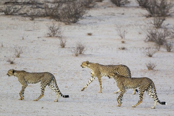 Cheetahs
