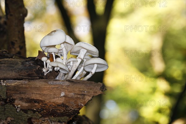 Porcelain fungi