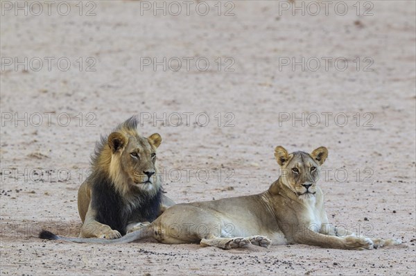 Black-maned lions