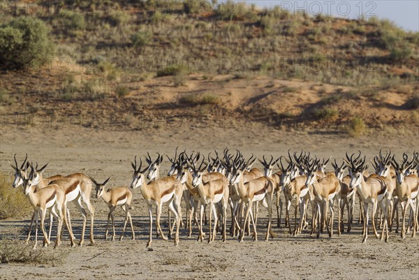 Springboks